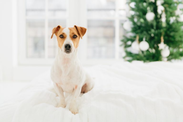 Pedigree jack russell terrier dog poses on bed against blurred background, fir tree symbolizing coming winter holidays. Animals, Christmas, New Year celebration